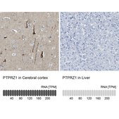 Anti-PTPRZ1 antibody produced in rabbit Prestige Antibodies&#174; Powered by Atlas Antibodies, affinity isolated antibody, buffered aqueous glycerol solution