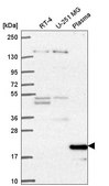 Anti-CCNC antibody produced in rabbit Prestige Antibodies&#174; Powered by Atlas Antibodies, affinity isolated antibody