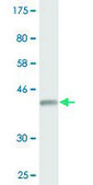 Monoclonal Anti-PDE6D antibody produced in mouse clone 4H6, purified immunoglobulin, buffered aqueous solution