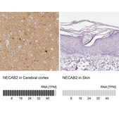 Anti-NECAB2 antibody produced in rabbit Prestige Antibodies&#174; Powered by Atlas Antibodies, affinity isolated antibody, buffered aqueous glycerol solution
