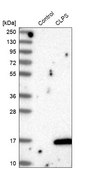 Anti-CLPS antibody produced in rabbit Prestige Antibodies&#174; Powered by Atlas Antibodies, affinity isolated antibody, buffered aqueous glycerol solution