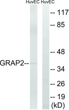 Anti-GRAP2 antibody produced in rabbit affinity isolated antibody