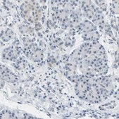 Anti-BAG1 antibody produced in rabbit Prestige Antibodies&#174; Powered by Atlas Antibodies, affinity isolated antibody, buffered aqueous glycerol solution