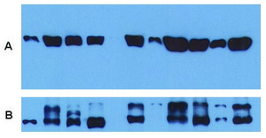 Monoclonal Anti-alphaTubulin antibody produced in mouse clone TU-01