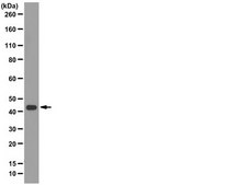 Anti-IDO Antibody, clone 1F8.2 clone 1F8.2, from mouse