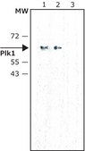 Monoclonal Anti-hPlk1 (Polo Like Kinase 1) antibody produced in mouse ~2&#160;mg/mL, clone 35-206, purified immunoglobulin, buffered aqueous solution