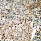 Anti-phospho-AurB (pTyr12) antibody produced in rabbit affinity isolated antibody
