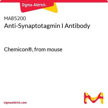 Anti-Synaptotagmin I Antibody Chemicon&#174;, from mouse