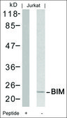 Anti-BCL2L11 (Ab-69) antibody produced in rabbit affinity isolated antibody