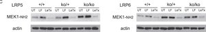Anti-MEK1 Antibody Upstate&#174;, from rabbit