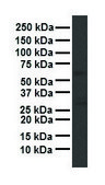 Anti-APOH antibody produced in rabbit affinity isolated antibody
