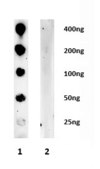 Anti-mGluR7 Antibody Upstate&#174;, from rabbit