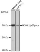 Anti-NOXA2/p67phox antibody produced in rabbit