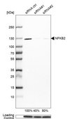 Anti-NFKB2 antibody produced in rabbit Prestige Antibodies® Powered by Atlas Antibodies, affinity isolated antibody, buffered aqueous glycerol solution