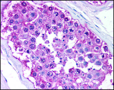 Anti-NR0B1 (AB2) antibody produced in rabbit affinity isolated antibody, buffered aqueous solution