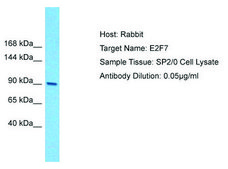 Anti-E2F7 antibody produced in rabbit affinity isolated antibody