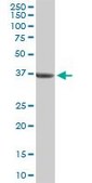 Anti-BMP2 antibody produced in rabbit purified immunoglobulin, buffered aqueous solution