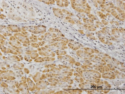 Monoclonal Anti-MAP2K7, (N-terminal) antibody produced in mouse clone 2G5, purified immunoglobulin, buffered aqueous solution