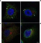 Anti-Protein Disulfide Isomerase (MD-12) antibody produced in rabbit affinity isolated antibody, buffered aqueous solution