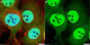 Anti-PDX1 Antibody, clone 1I16 ZooMAb&#174; Rabbit Monoclonal recombinant, expressed in HEK 293 cells