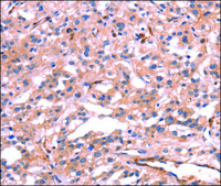Anti-PTPN13 antibody produced in rabbit affinity isolated antibody