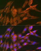 Anti-14-3-3 Theta Antibody, clone 9G6M4, Rabbit Monoclonal