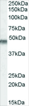 Anti-KCNJ11/KATP antibody produced in goat affinity isolated antibody, buffered aqueous solution