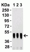 Anti-SARS-CoV-2 (COVID-19) Nucleocapsid antibody produced in rabbit affinity isolated antibody