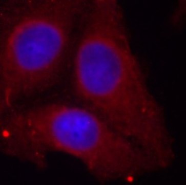Anti-Phospho-GAP43-S41 antibody produced in rabbit