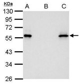 Monoclonal Anti-Myc tag antibody produced in mouse clone GT0002, affinity isolated antibody