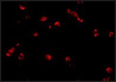 Anti-PDCD5 antibody produced in rabbit affinity isolated antibody, buffered aqueous solution