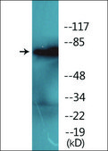 Anti-phospho-LIMK1 (pThr508) antibody produced in rabbit affinity isolated antibody
