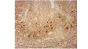 Anti-&#945;-Synuclein Antibody, clone 2F12 clone 2F12, from mouse