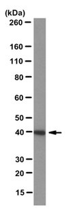 Anti-Pinch-1 Antibody, clone 9D2.1 clone 9D2.1, from mouse