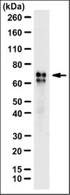 Anti-Metadherin Antibody, clone 2F11C3 clone 2F11C3, from mouse, purified by affinity chromatography