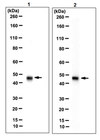Anti-WWOX Antibody, clone 12G5 clone 12G5, from rat