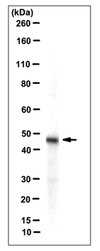 Anti-WWOX Antibody, clone 12G5 clone 12G5, from rat