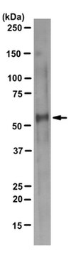 Anti-GABA(A) receptor subunit gamma-2 Antibody, clone 10F10-C1-B8 clone 10F10-C1-B8, from mouse