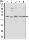 Anti-SMAD5 Antibody, clone 3H9 ascites fluid, clone 3H9, from mouse
