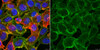 Anti-Integrin Beta1, clone AIIB2 (Azide Free) Antibody clone AIIB2, 1&#160;mg/mL, from rat