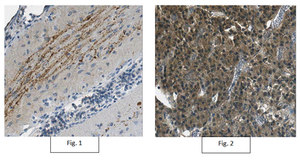 Anti-Neurophysin 2/NP-AVP Antibody, clone PS 45 clone PS 45, from mouse