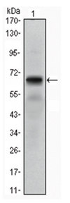 Anti-PTH1R Antibody, clone 4D2 ascites fluid, clone 4D2, from mouse