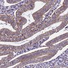 Anti-VPS13C antibody produced in rabbit Prestige Antibodies&#174; Powered by Atlas Antibodies, affinity isolated antibody, buffered aqueous glycerol solution
