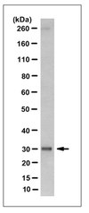 Anti-VAPA Antibody, clone 7E10.1 clone 7E10.1, from mouse