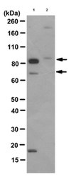 Anti-phospho-p70 S6 Kinase (Thr389) Antibody, clone 10G7.1 clone 10G7.1, from mouse