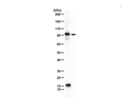 Anti-ALIX from rabbit, purified by affinity chromatography