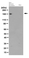 Anti-Anillin Antibody, clone 5f3.1 clone 5F3.1, from mouse