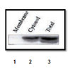 Anti-Nampt, clone 14A.5 Antibody clone 14A5, from rat
