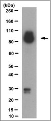 Anti-Trpv4 Antibody, clone 1B2.6 clone 1B2.6, from mouse
