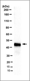 Anti-Ido1, clone 8G11 Antibody clone 8G11, from mouse